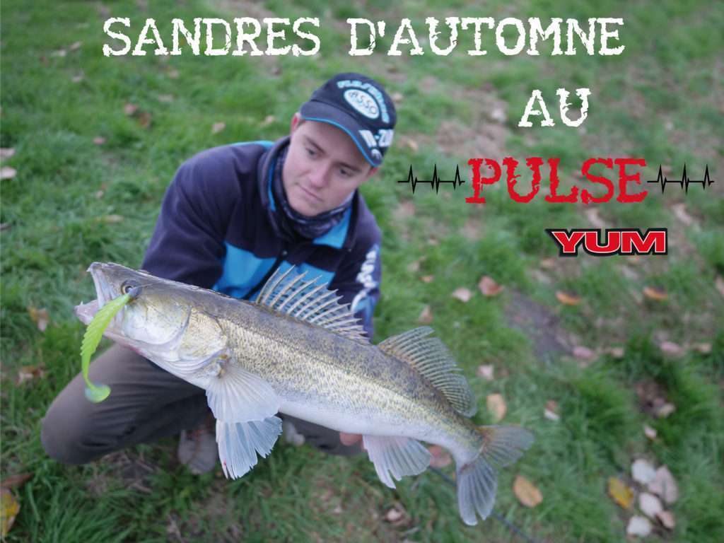 Sandres d’automne au Pulse Yum