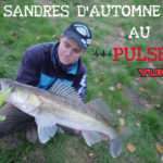 Sandres d’automne au shad Pulse Yum