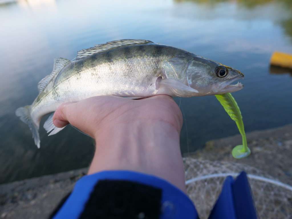 En automne, même les petits sandres n’hésitent pas à attaquer un Pulse Yum de 4’’1/2 !