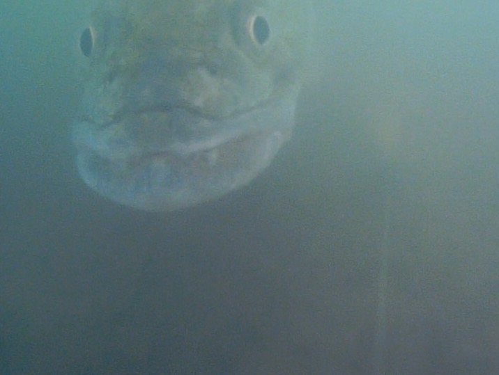 La caméra devant le leurre à filmé ce sandre suivant un Pulse Yum