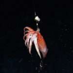Lampes Flashmer : boostez tous vos montages calamars !
