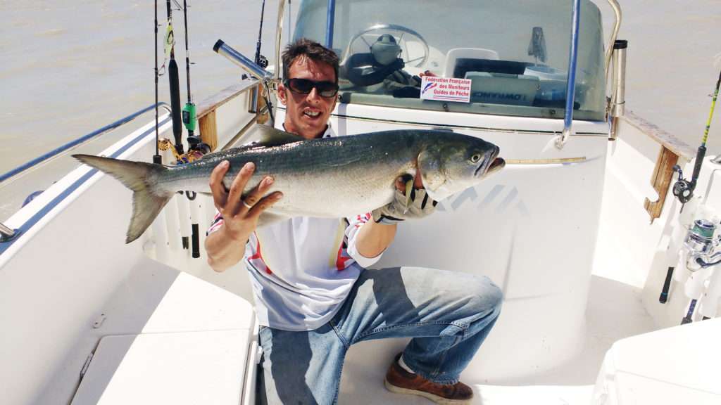 Gros tassergal pris par le guide de pêche Fabien Harbers