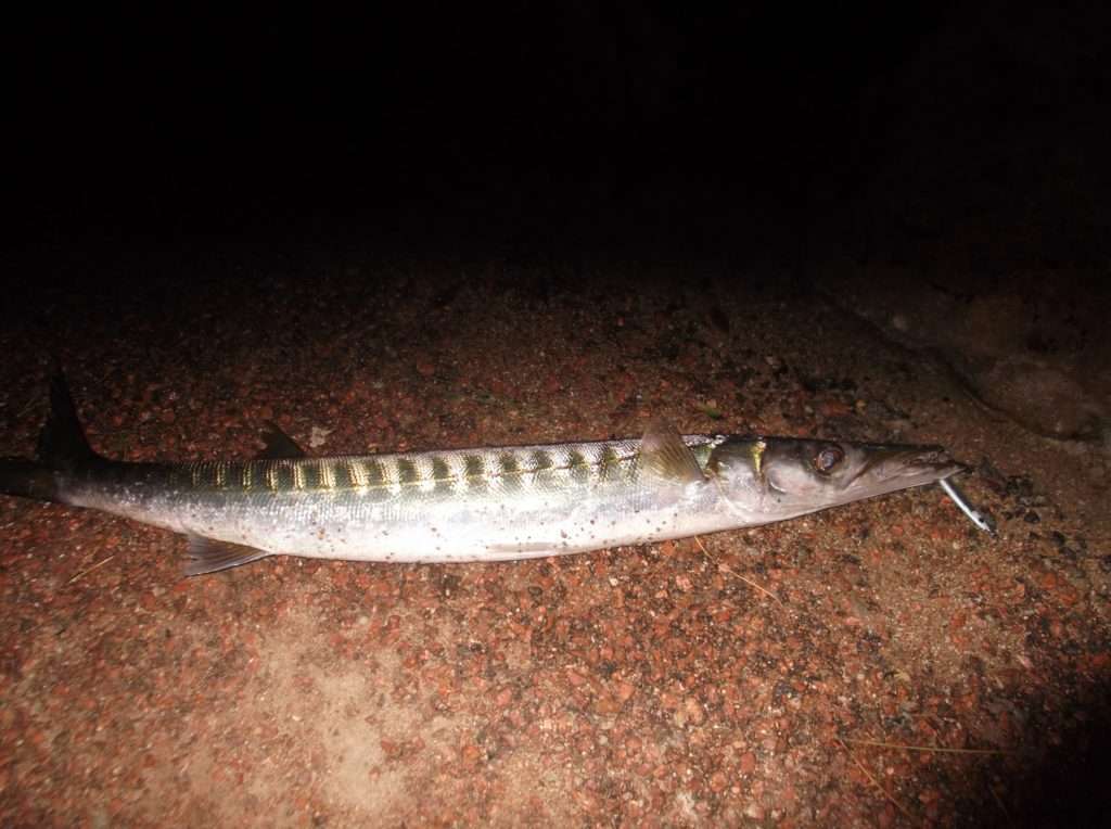 Magnifique barracuda touché en shore jigging avec la Cuiller Anchois L-Jack