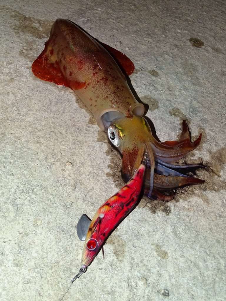 Joli calamar à la Sea Shell Fu-Shima