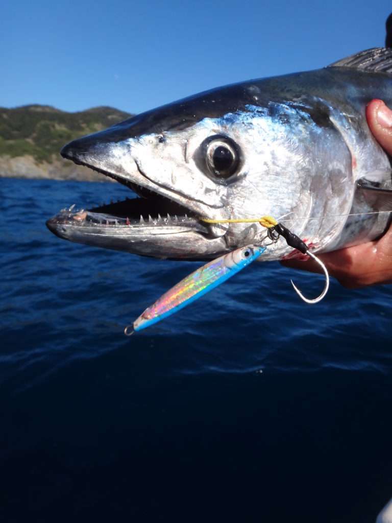 La Cuiller Anchois L-Jack est trés efficace sur les pélamides