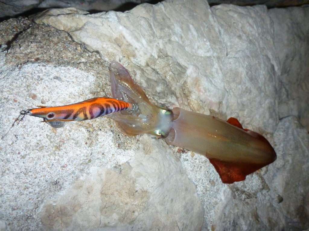 La Sea Shell Fu-Shima est très performante sur les calamars