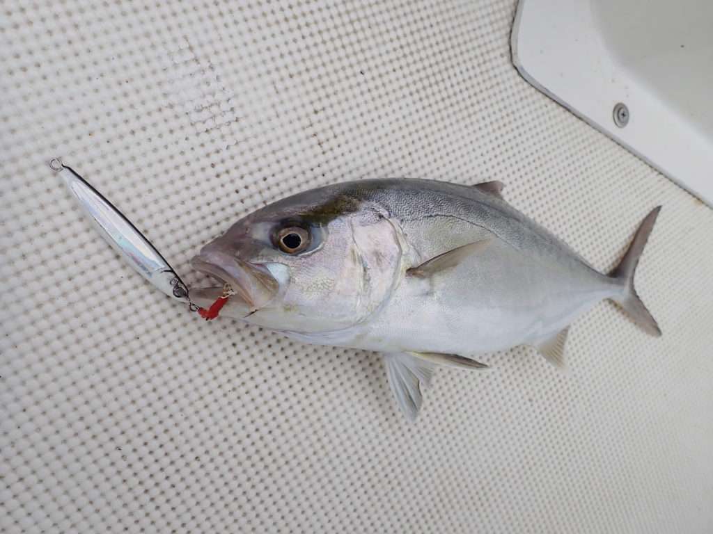 Petite sériole très combattive prise avec la Cuiller Anchois L-Jack