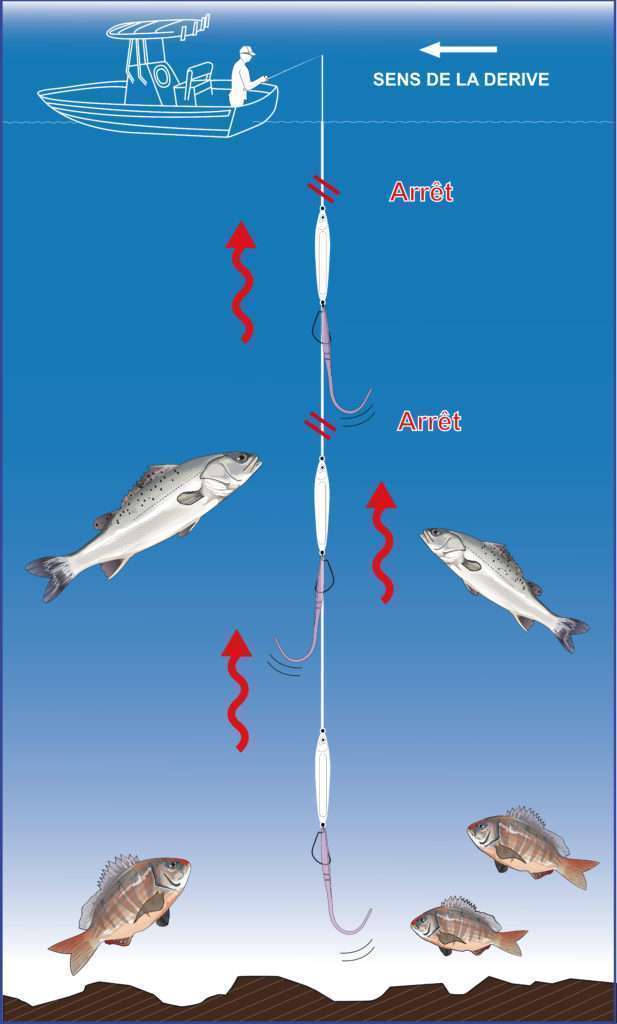 Pêche à l’ascenseur avec une Cuiller Anchois L-Jack monté en texan avec un Slug