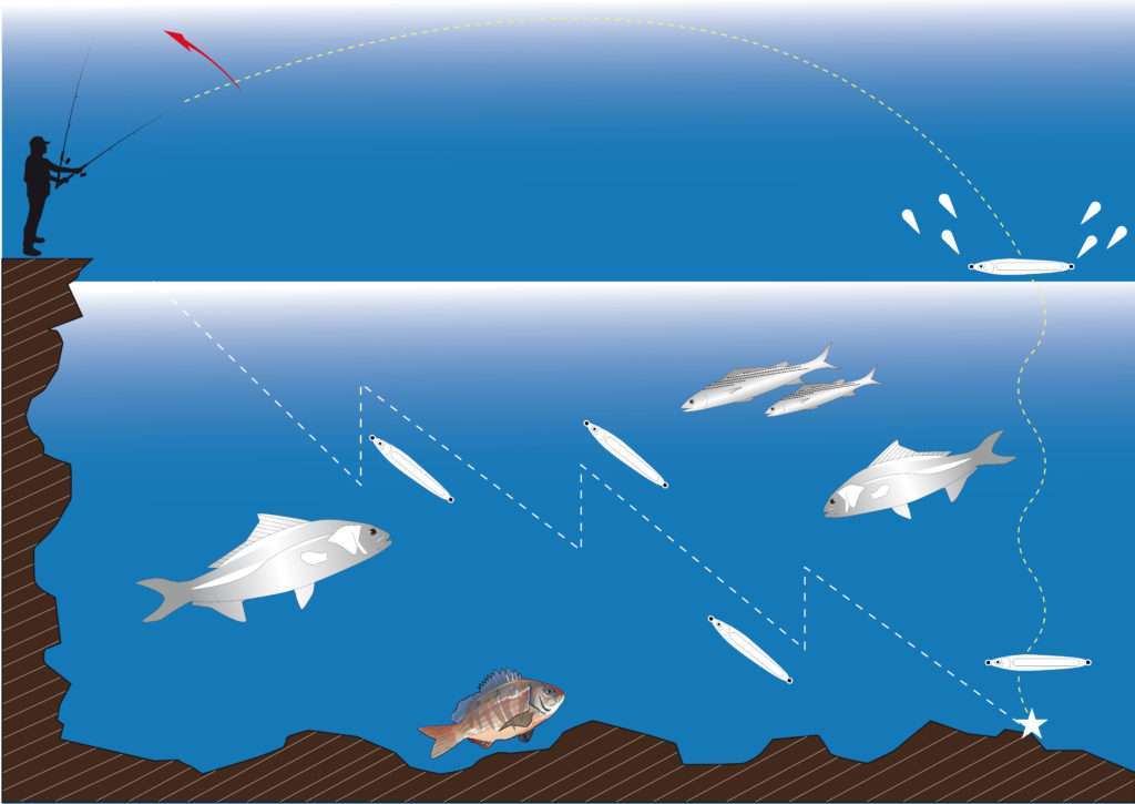 Shore jigging ascensionnel avec la Cuiller Anchois L-Jack