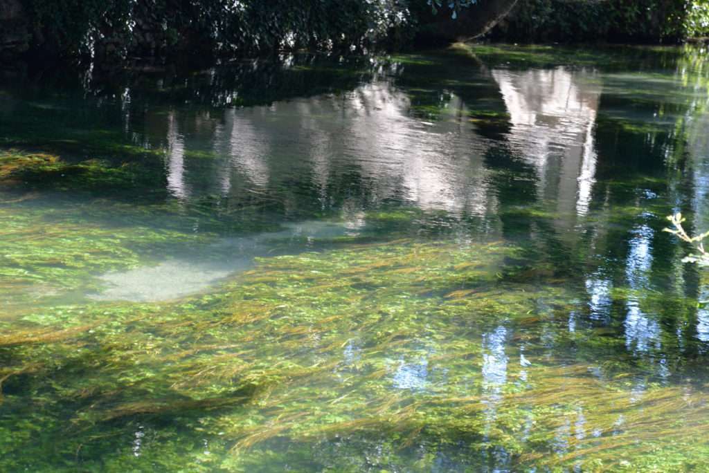 Un poisson nageur nageant dans la pellicule de l’eau permettra de passer au dessus des algues