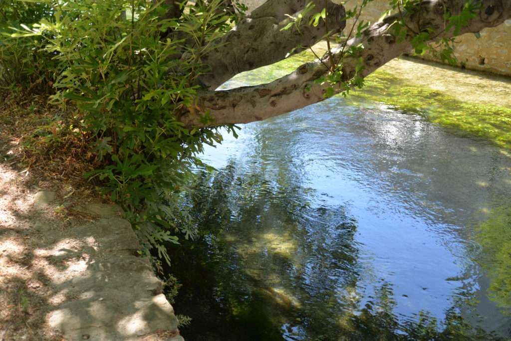 Plusieurs truites sont en embuscade à l'ombre de cet arbre