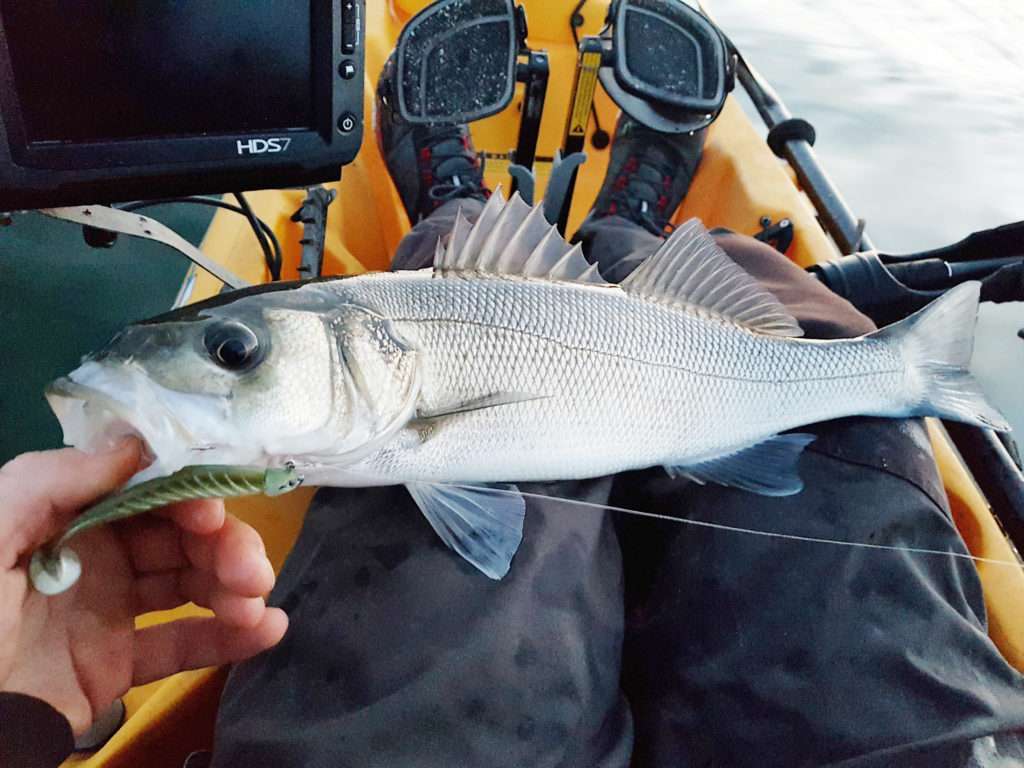 Bar pris en kayak par Etienne avec un Pulse Yum 90 mm monté sur tête Skud