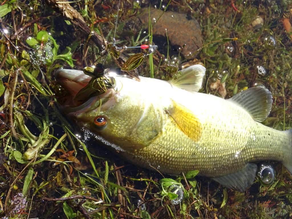 Bass pris au spinnerbait avec un Pulse monté en trailer