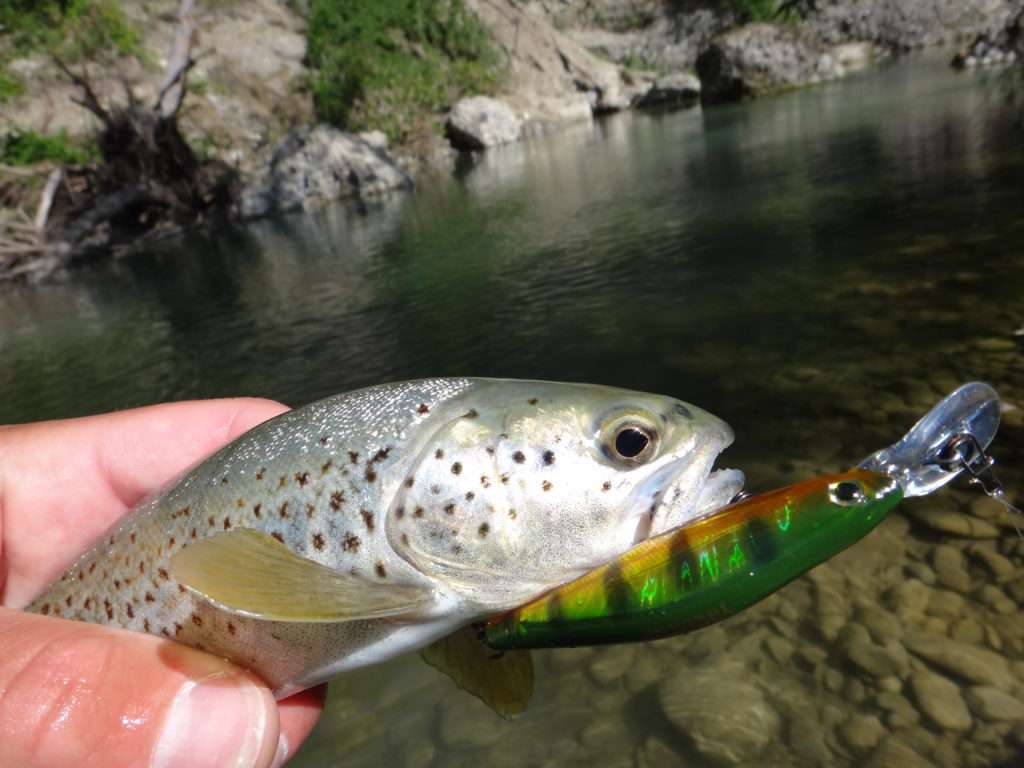 Le 3DS Shad SR est parfait pour les rivières larges et profondes! 