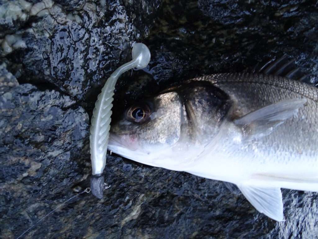 Le Pulse Yum fonctionne très bien sur le bar en pêches légères ! 