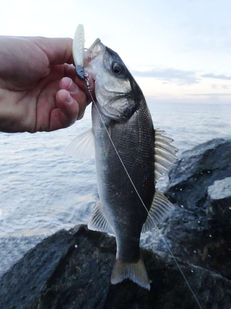 Le Pulse 90 Yum fonctionne très bien sur le bar en pêches légères ! 