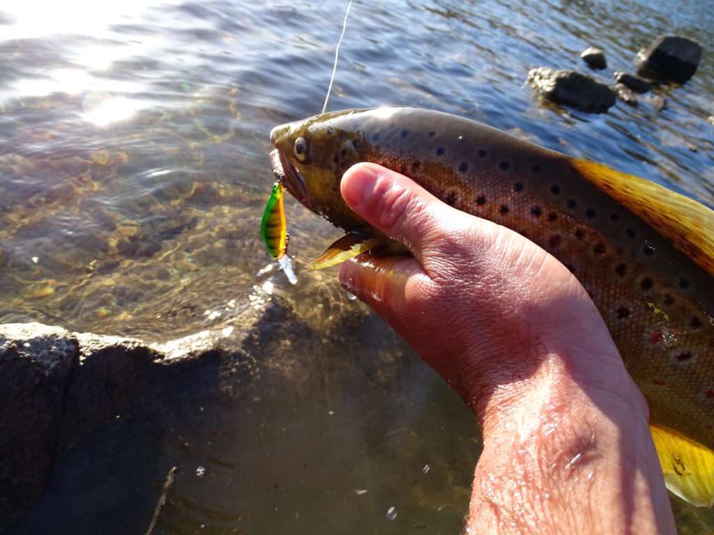 Pêche de la truite : poissons nageurs ou leurres souples ? - Blog Flashmer