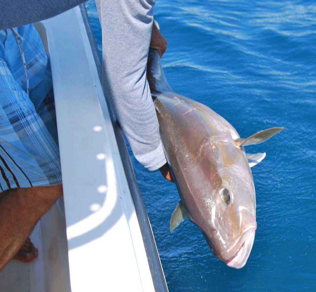 En France, le slow jig Funa permettra de pêcher des sérioles