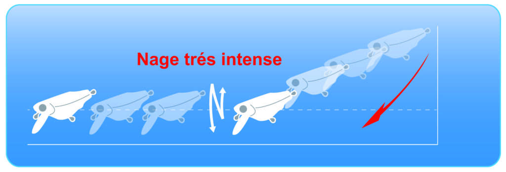 Canne haute, le Minimaru est peu plongeant