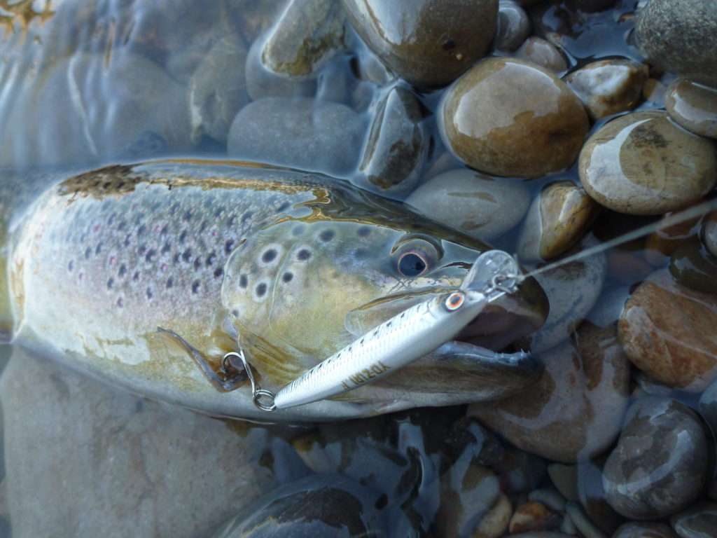 Leurres - Peche et Poissons  Carnassiers, carpe, truite, mer, coup… Toute  l'actu de la pêche