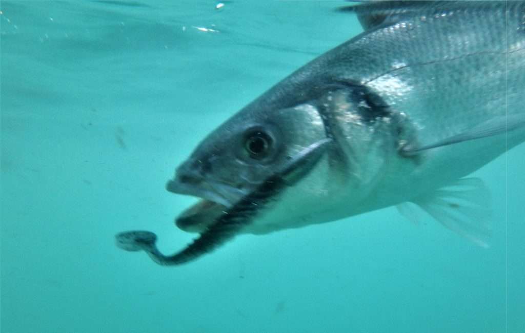 Le Pulse Yum est très efficace en mer !