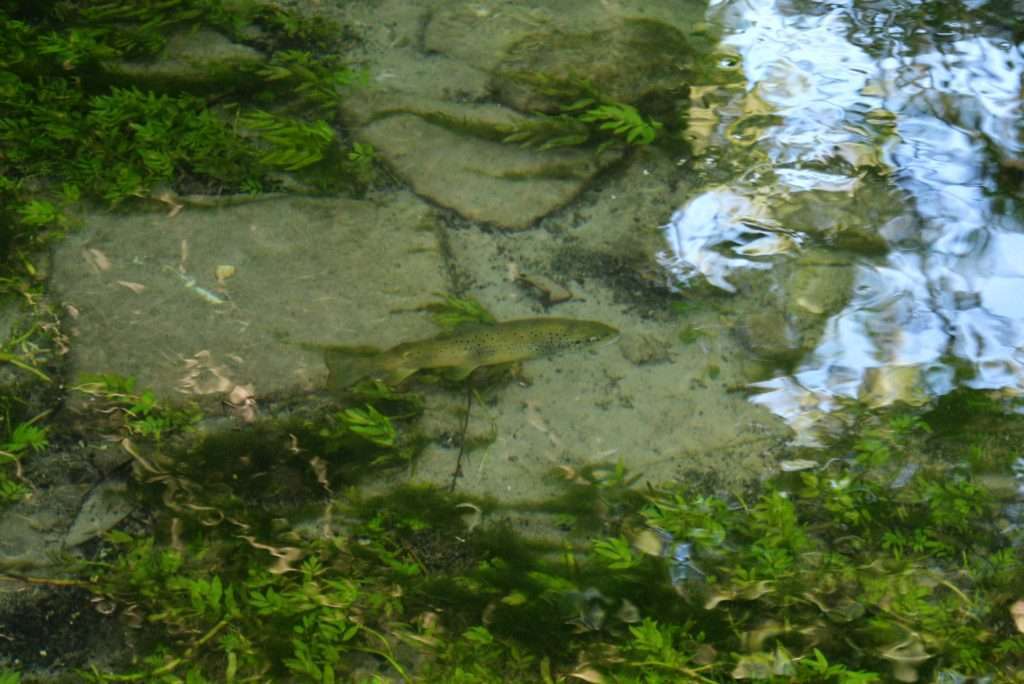 Un petit leurre souple permettra de pêcher cette fario au cœur d'un herbier