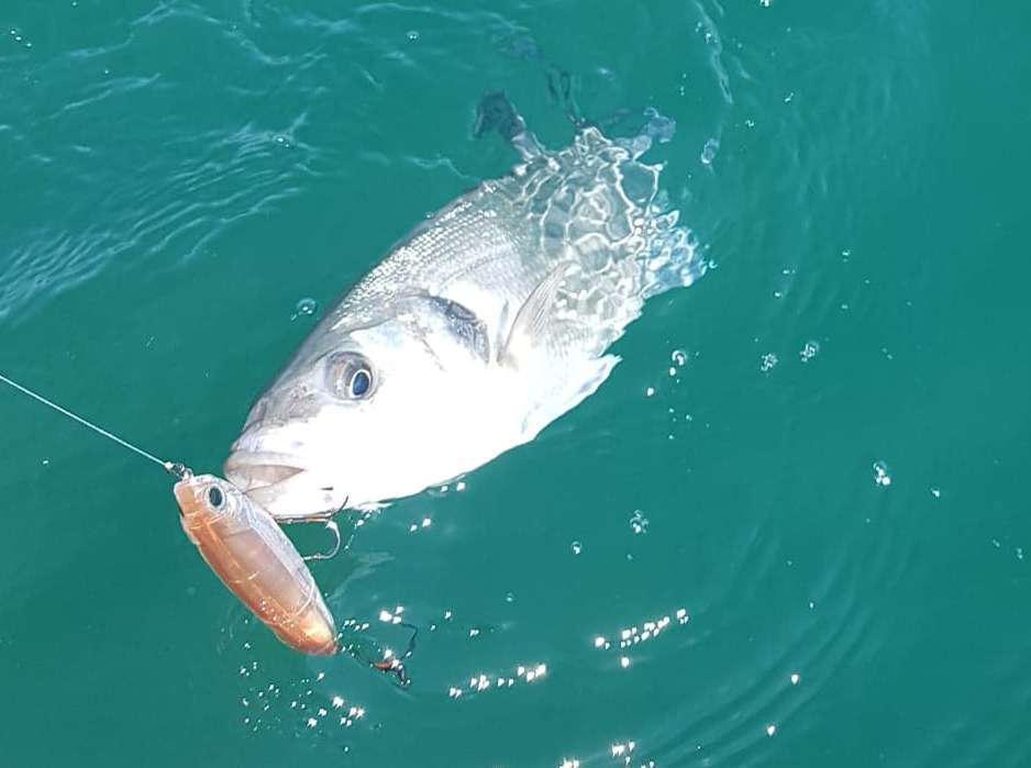 Manié en long slides, le 3DR Pencil sélectionne les beaux poissons