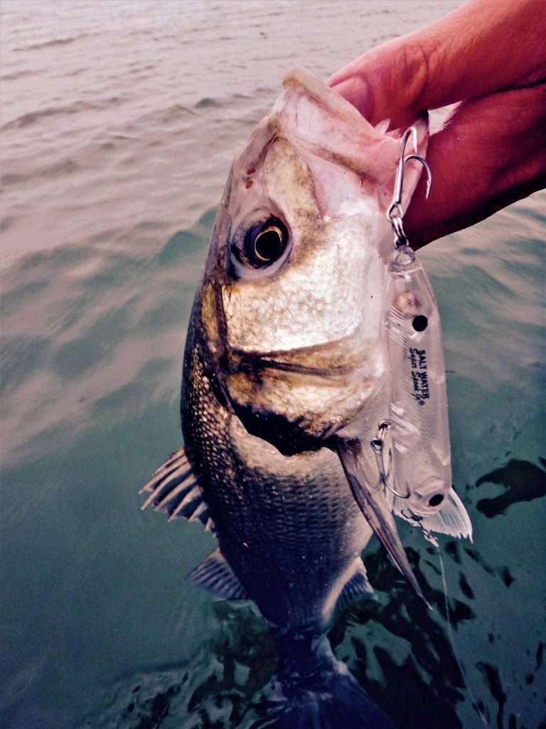 Par eaux claires, un stickbait transparent est très efficace ! 