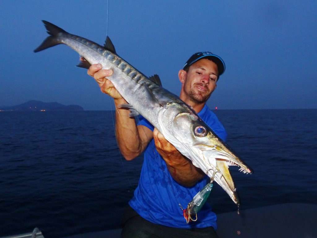 Les barracudas méditerranéens n’hésitent pas à monter sur un 3D Popper Yo-Zuri