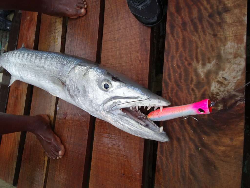 Changer ses triples est nécessaire pour des poissons tels que ce barracuda exotique