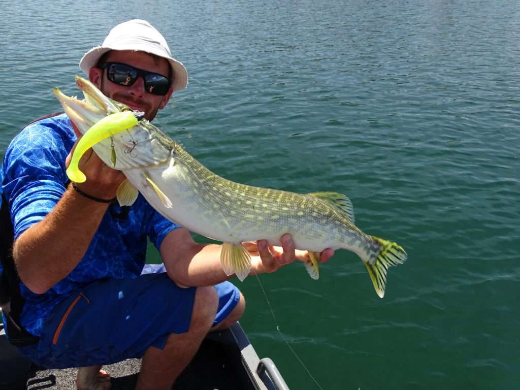 Colin et un  brochet pris au Mega Shad équipé d’une palette willow sous le ventre et doté d’un stinger