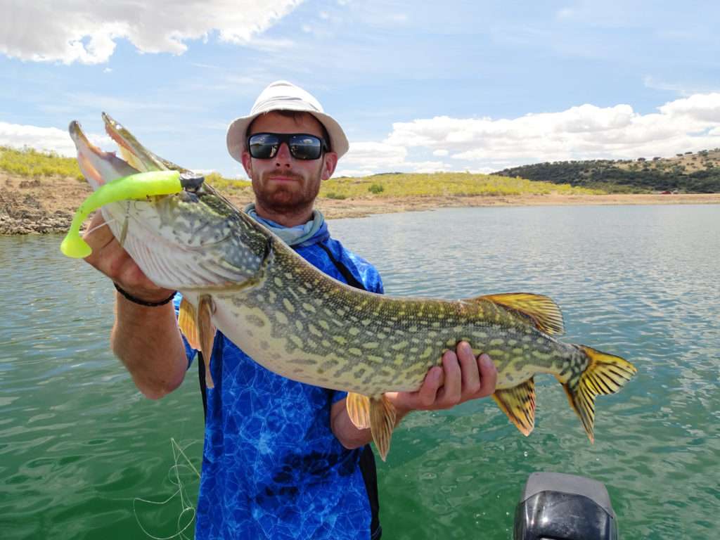 Colin et un  brochet pris au Mega Shad équipé d’une palette willow sous le ventre et doté d’un stinger