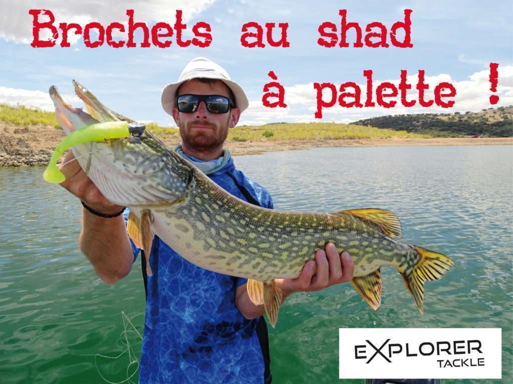 Brochets au shad à palette ! 