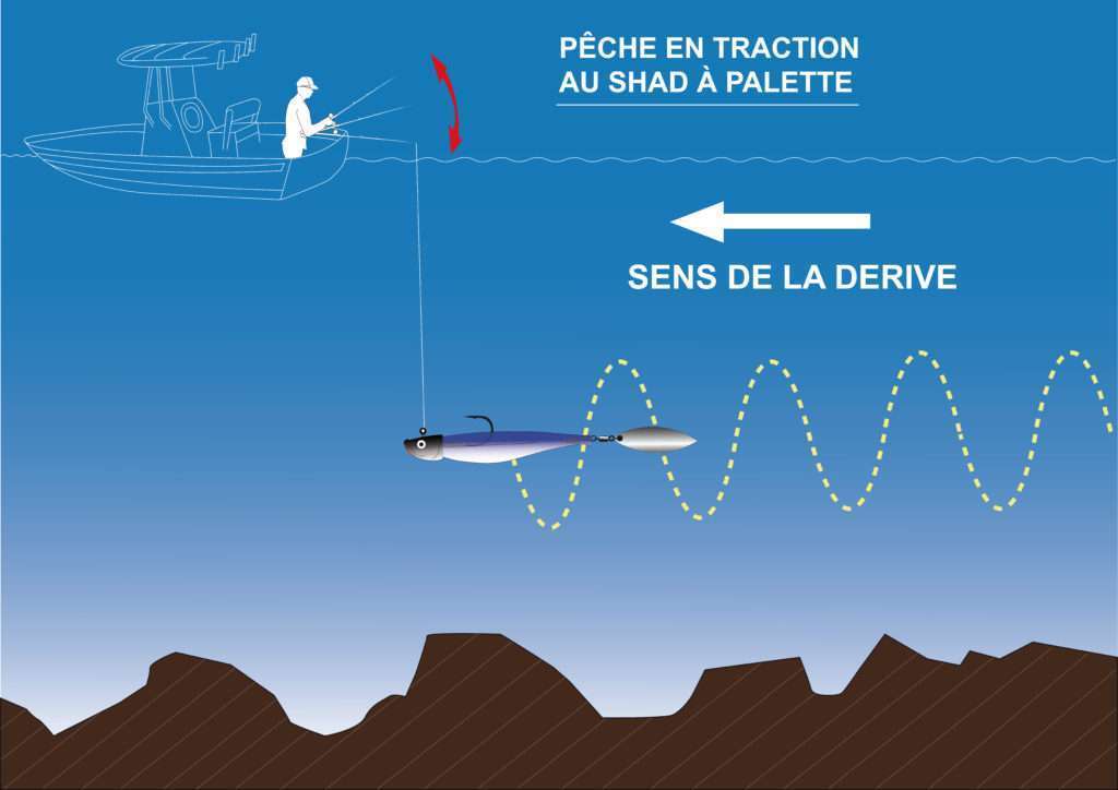 Pêche en traction au shad à palette (Shaker avec une Quick Willow à la place de la queue)