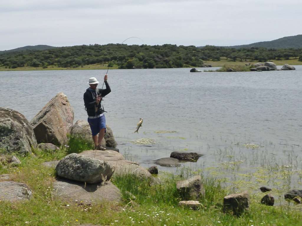 Série poisson hors norme au stickbait, Colin avec un barbeau pris au Puppy ! 