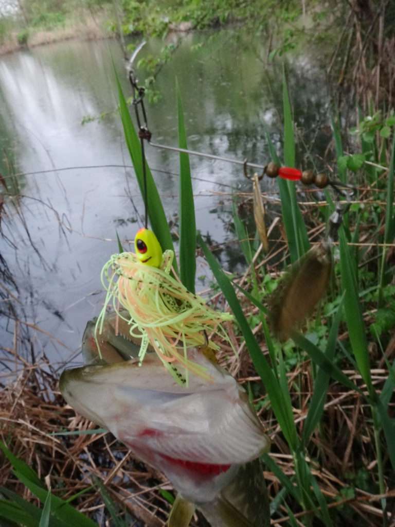 Le spinnerbait est un excellent leurre à brochets ! 