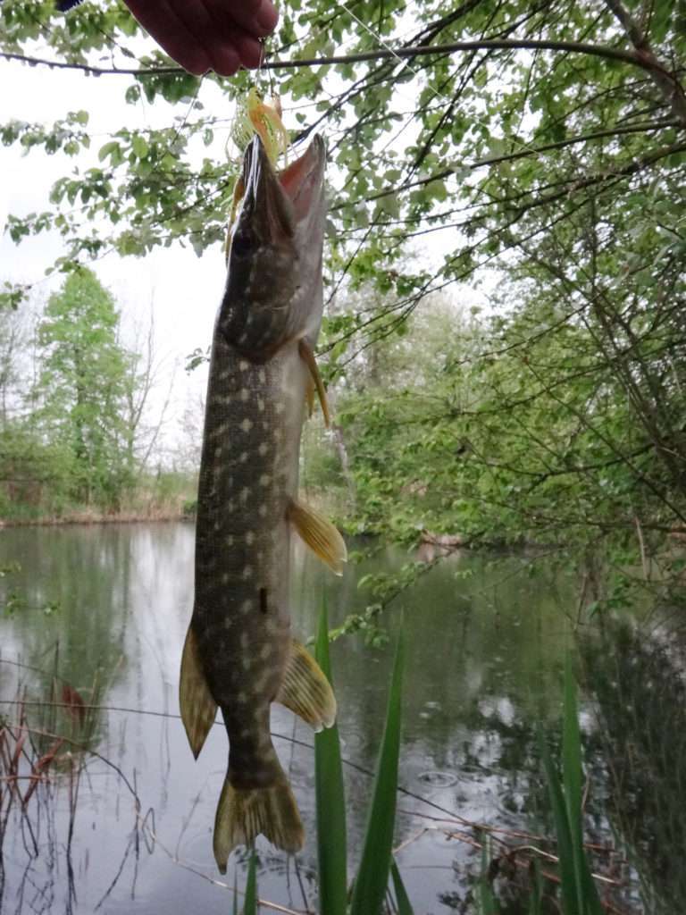 Brochet pris au spinnerbait