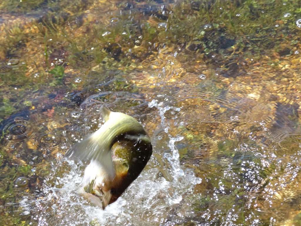 Black bass pris au spinnerbait en plein combat ! 