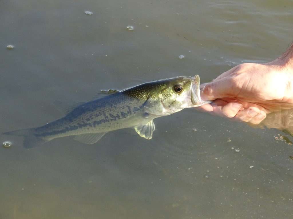 Bass sur le point d’être relâché