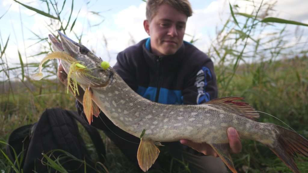 Joli brochet pris par Louis Cache au 3DB Knuckle Bait Yo-Zuri  avec un Pulse en teaser