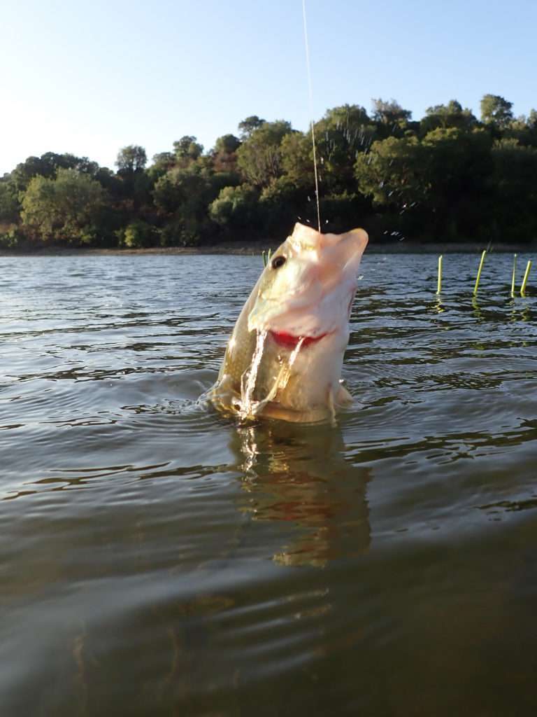 Black bass dans un combat très aérien