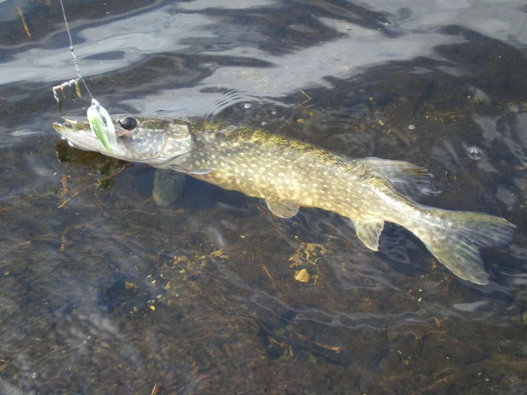 Brochet pris au Supershad Booyah ! 