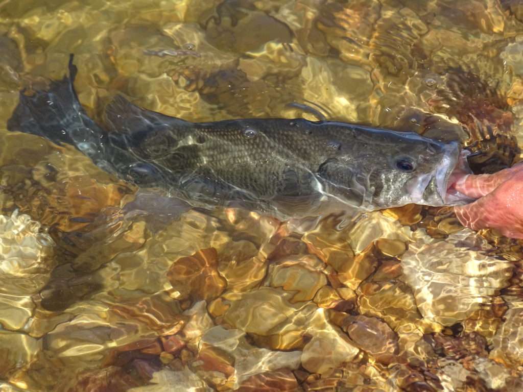 Bass sur le point d’être libéré