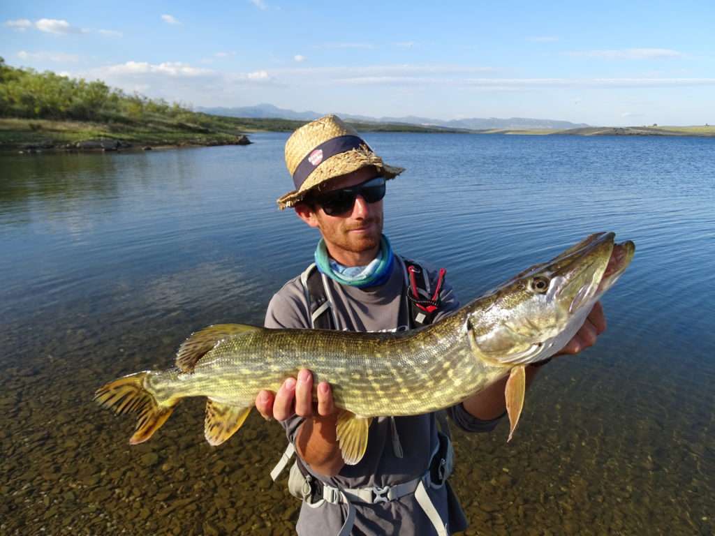 Beau brochet pris dans une zone très peu profonde par Colin ! 