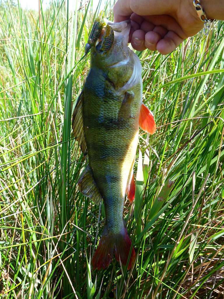 Perche prise avec une Craw Chunk montée sur une tête Finess Nose Jig Head Scratch Tackle