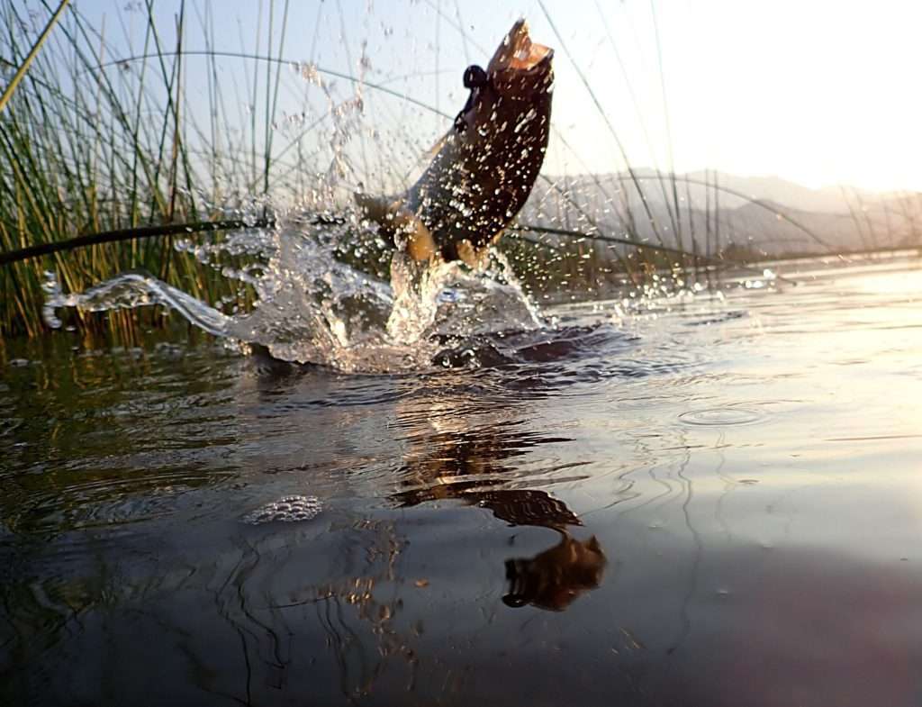 Black bass dans un combat très aérien