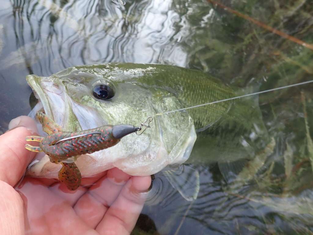 Joli bass pris sur une Craw Chunk montée sur une tête Finess Nose Jig Head Scratch Tackle