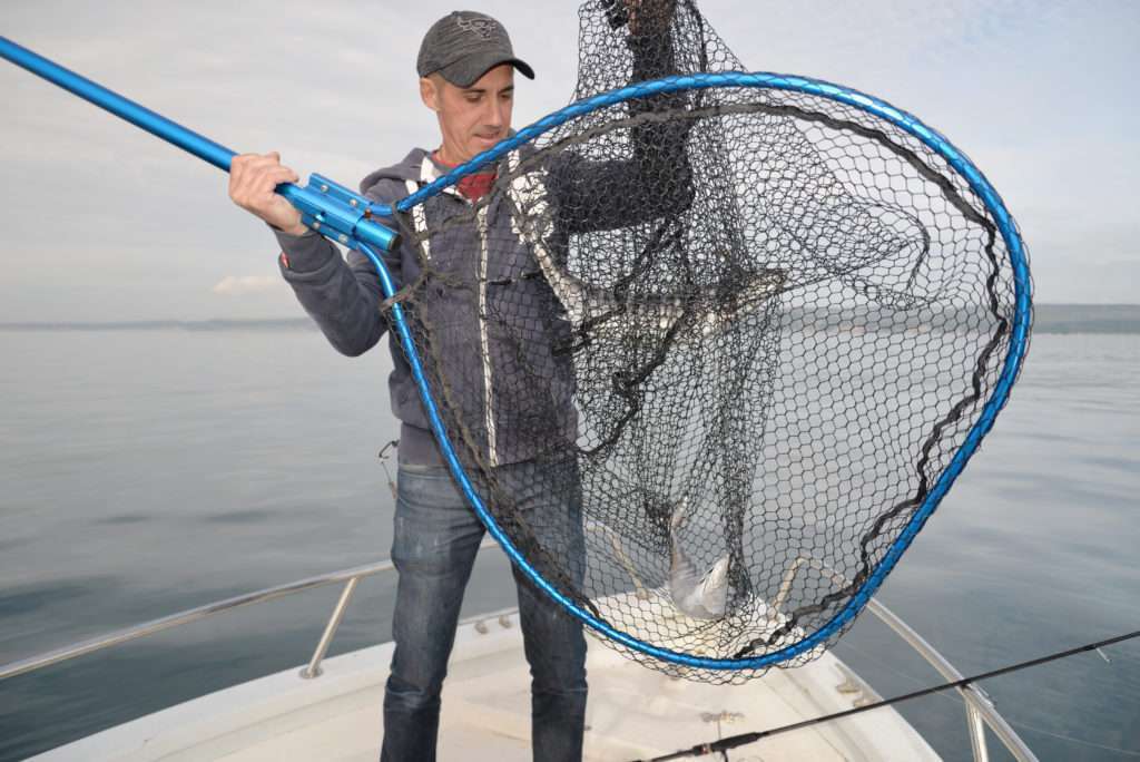 L’avantage d’un large panier : doublé de pélamides dans la même épuisette ! 