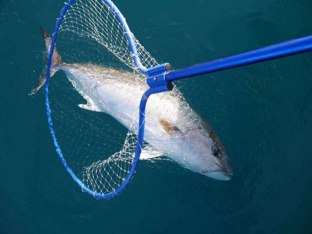 Cette sériole de 18 kg rentre parfaitement dans le large panier de l’épuisette Ecoboat