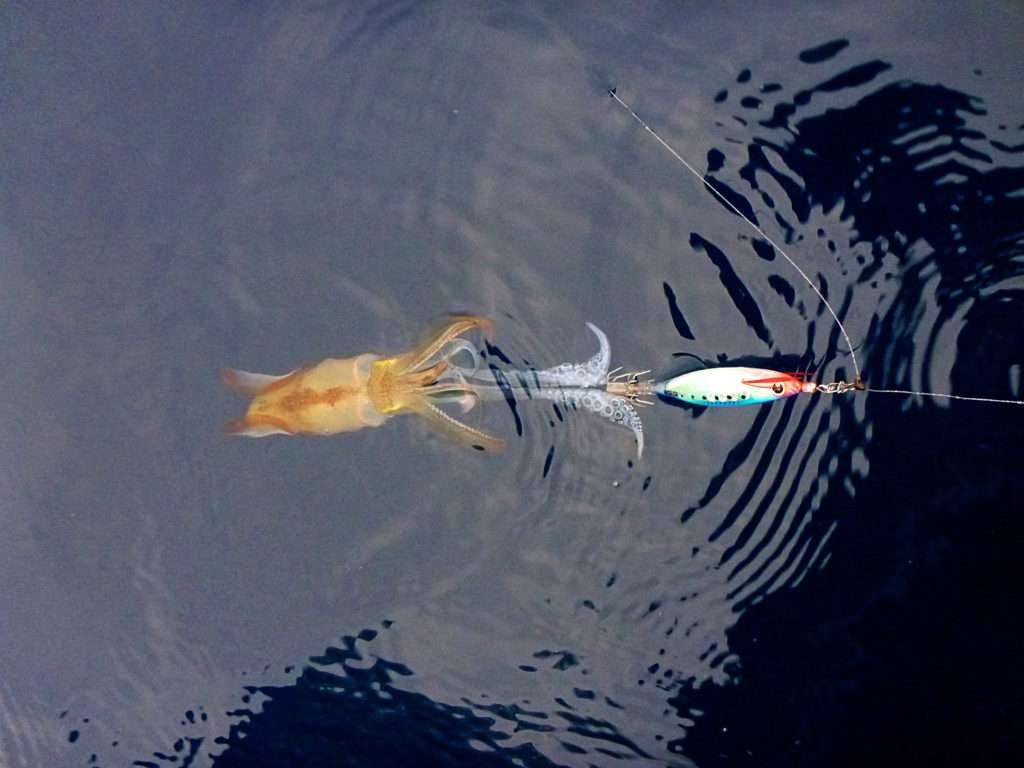 Par eaux claires en pleine journée, le coloris bleu s’est excellent ! 